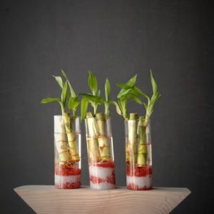 Glass Vase Wooden Frame Planter Desktop Hydroponics Plant Bonsai Flower Pot